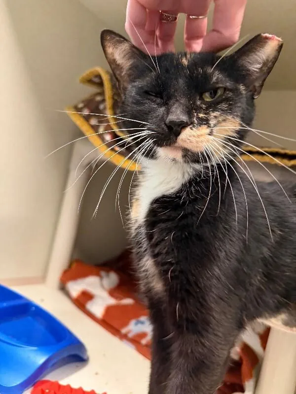 Tortoise thumbnail 3