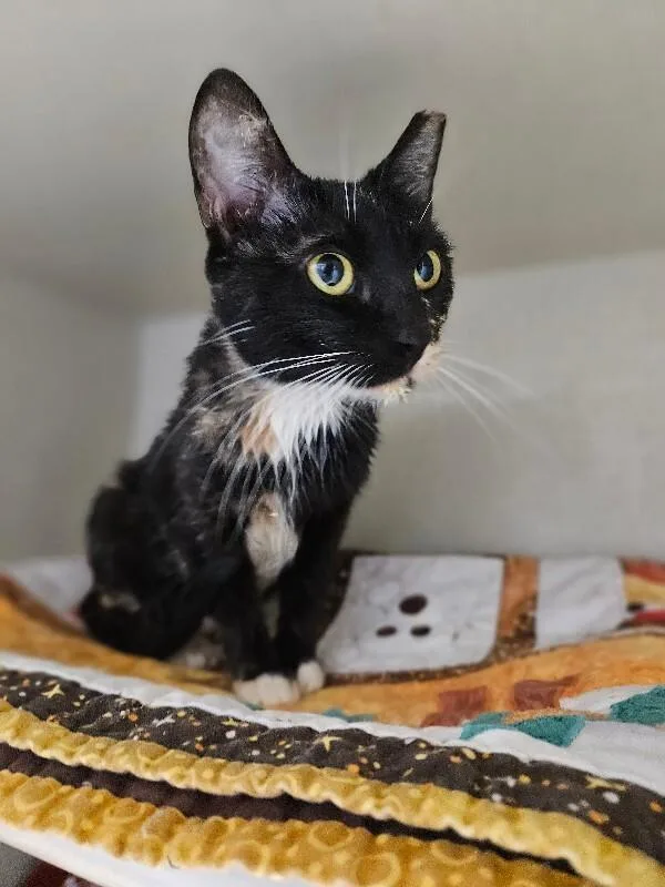 Tortoise thumbnail 4