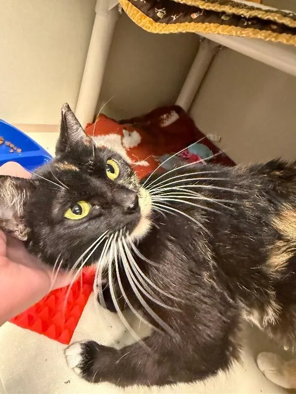 Tortoise thumbnail 5