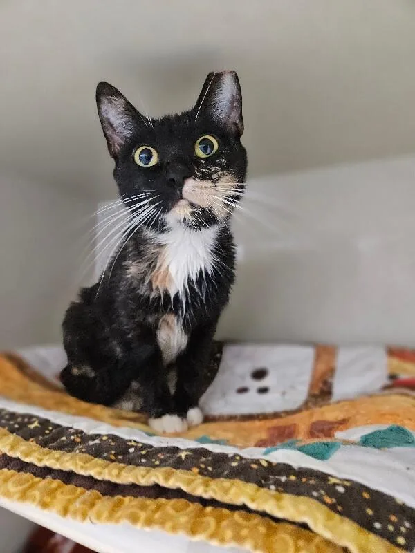 Tortoise thumbnail 6