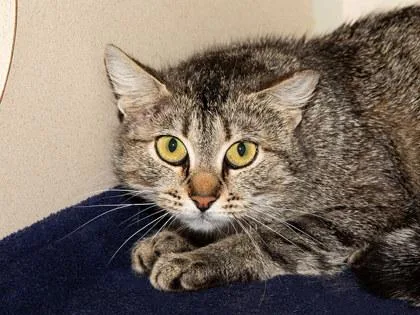 An adult small-sized female Domestic Short Hair cat named Sandwich for adoption in Longmont, CO
