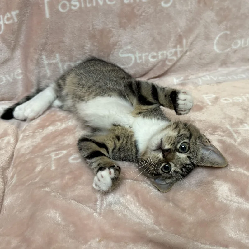 A baby small-sized female Domestic Short Hair cat named Tilly for adoption in East Greenwich, RI