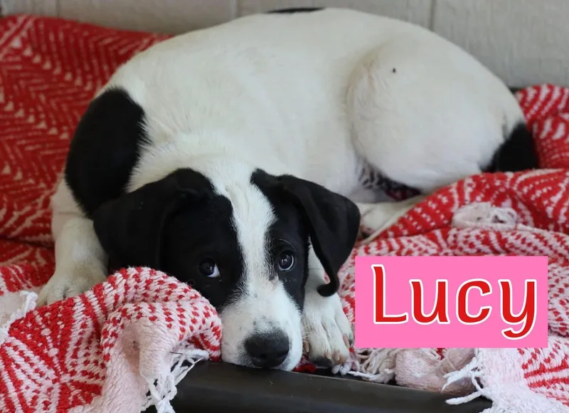 Lucy thumbnail 2