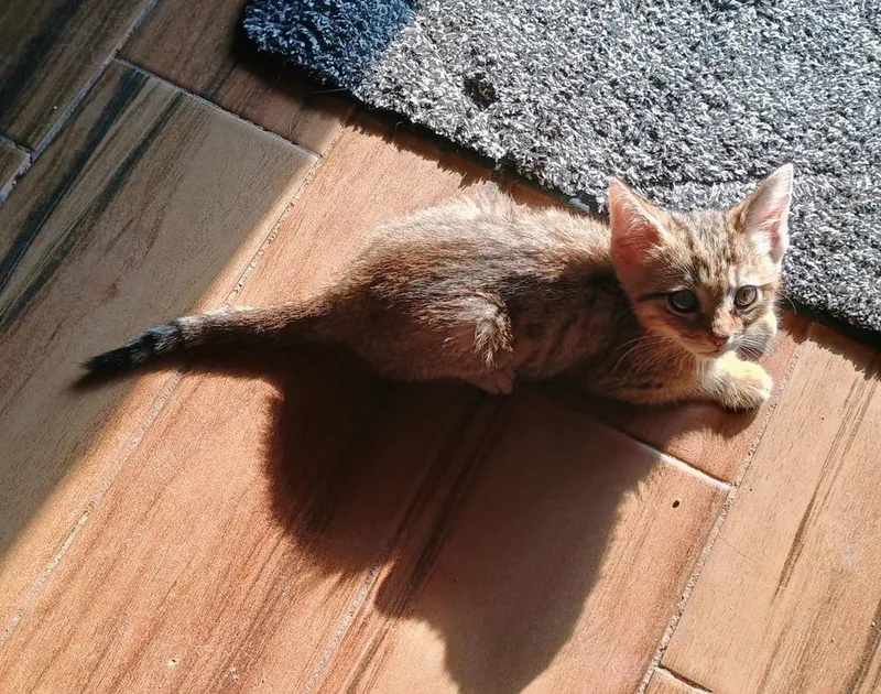 A baby small-sized female Domestic Short Hair cat named Fiona for adoption in Aurora, CO