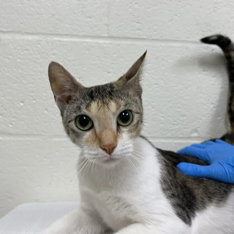 A young medium-sized female Calico Domestic Short Hair cat named Pecan for adoption in Verona, VA