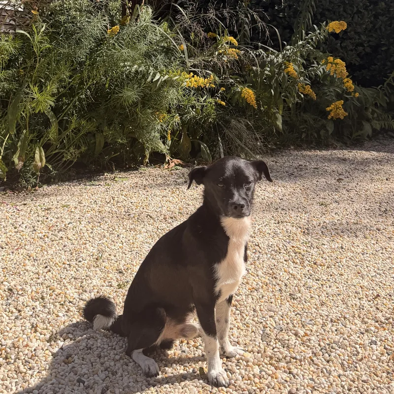 An adult small-sized male Chihuahua dog named Pinto for adoption in Brooklyn, NY