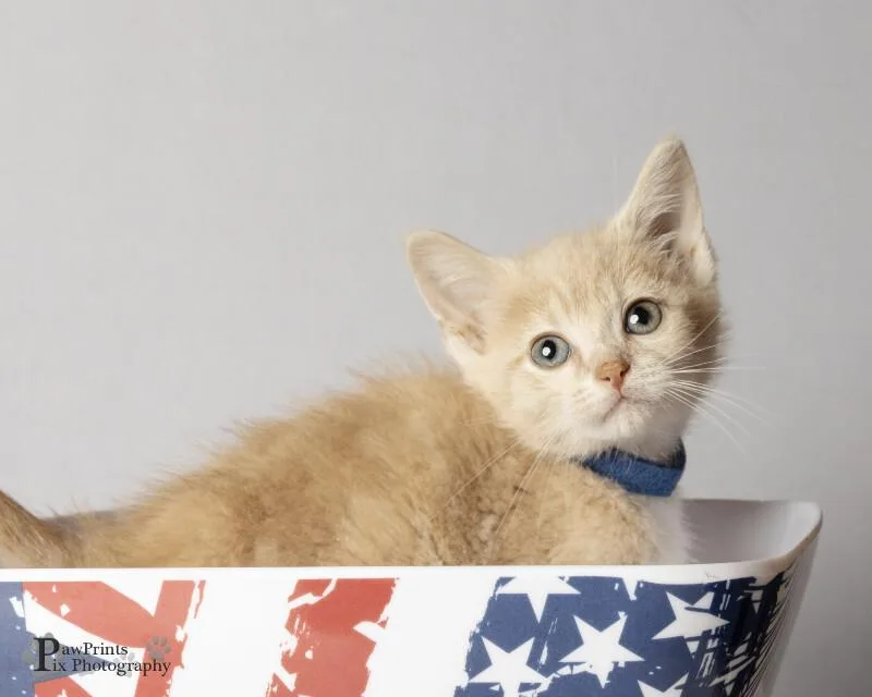 A young medium-sized male Buff / Tan / Fawn Domestic Short Hair cat named Van for adoption in Maryville, TN