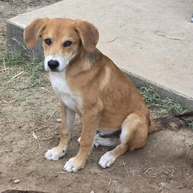 A young medium-sized male Apricot / Beige Beagle dog named Dan for adoption in Melbourne, AR