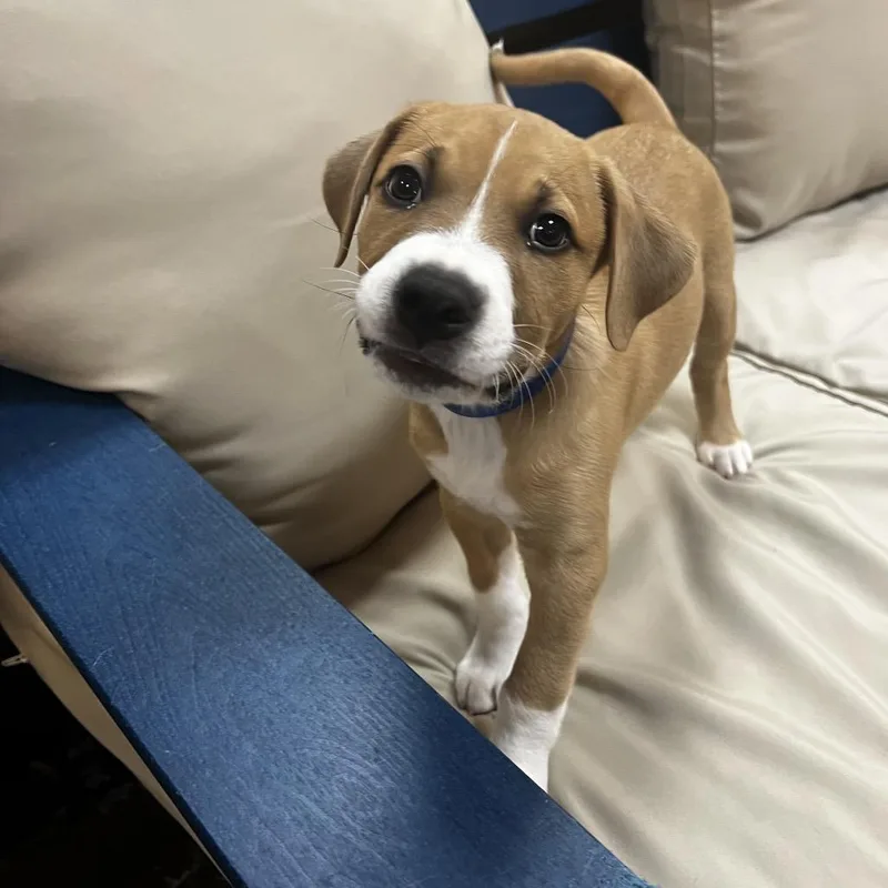 A baby small-sized male Yellow / Tan / Blond / Fawn Pit Bull Terrier dog named Leonard for adoption in Albuquerque, NM
