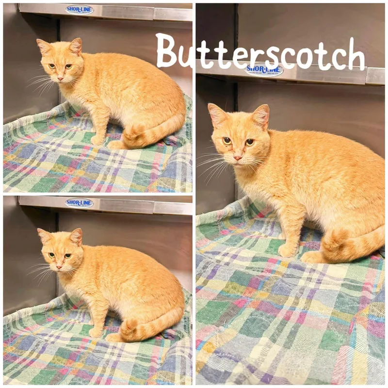 An adult medium-sized female Orange / Red Domestic Short Hair cat named Butterscotch for adoption in Saint James, MO