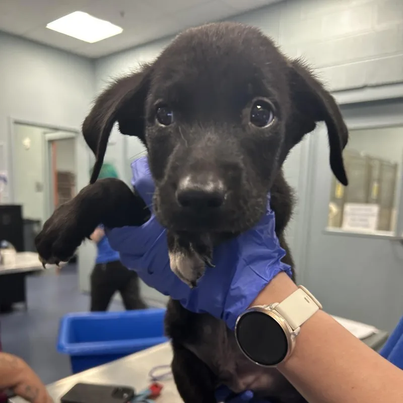 A baby small-sized male Black Mixed Breed dog named Chuckles for adoption in Greensboro, NC