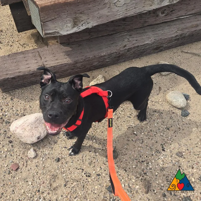 A young medium-sized female Black American Staffordshire Terrier dog named Amara for adoption in Douglas, WY