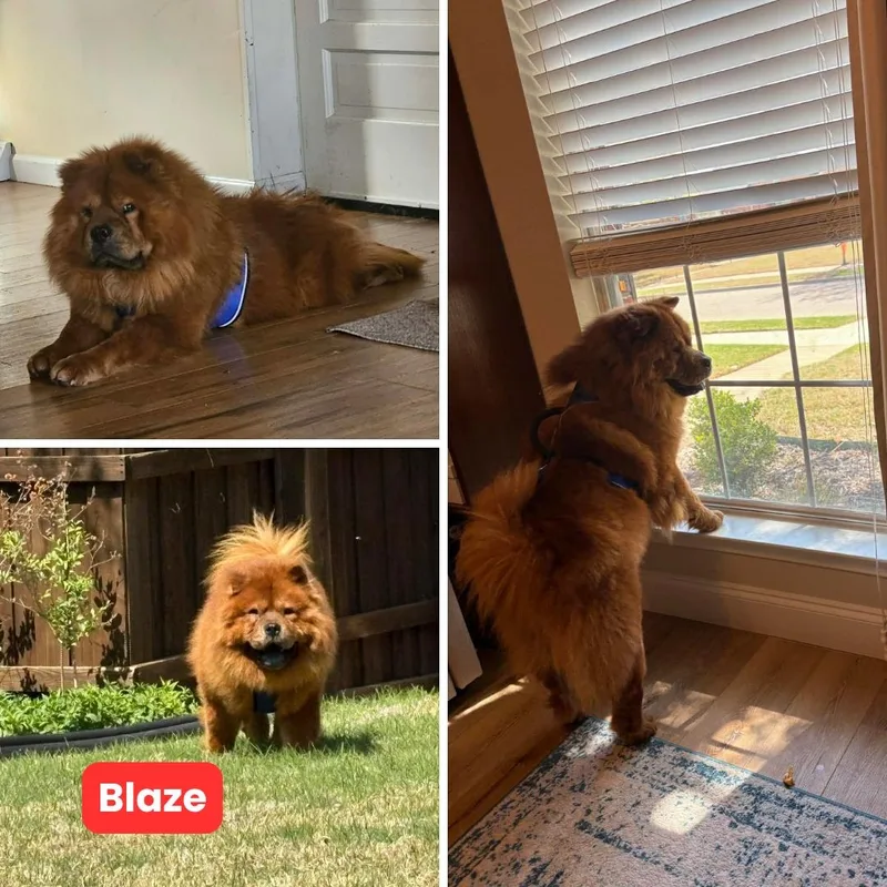 Blaze Aka Burnt Sienna