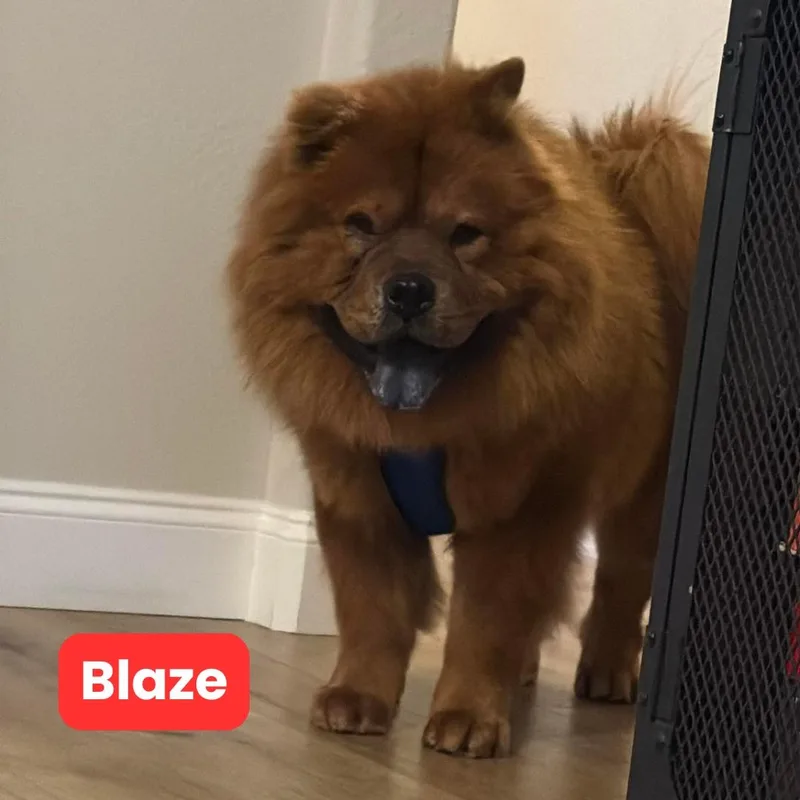 Blaze Aka Burnt Sienna thumbnail 2