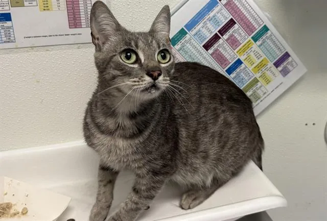 An adult small-sized female Domestic Short Hair cat named Roxie for adoption in Palo Alto, CA