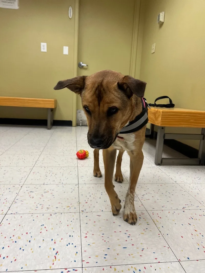 Lillibeth thumbnail 2