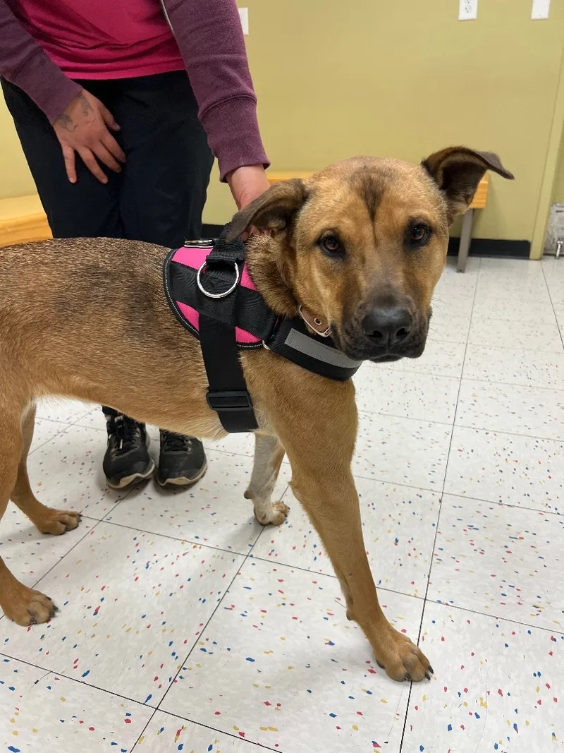 Lillibeth thumbnail 3