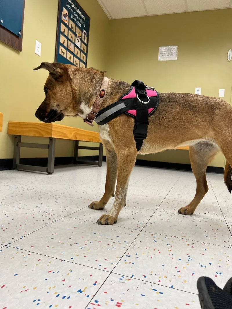 Lillibeth thumbnail 4