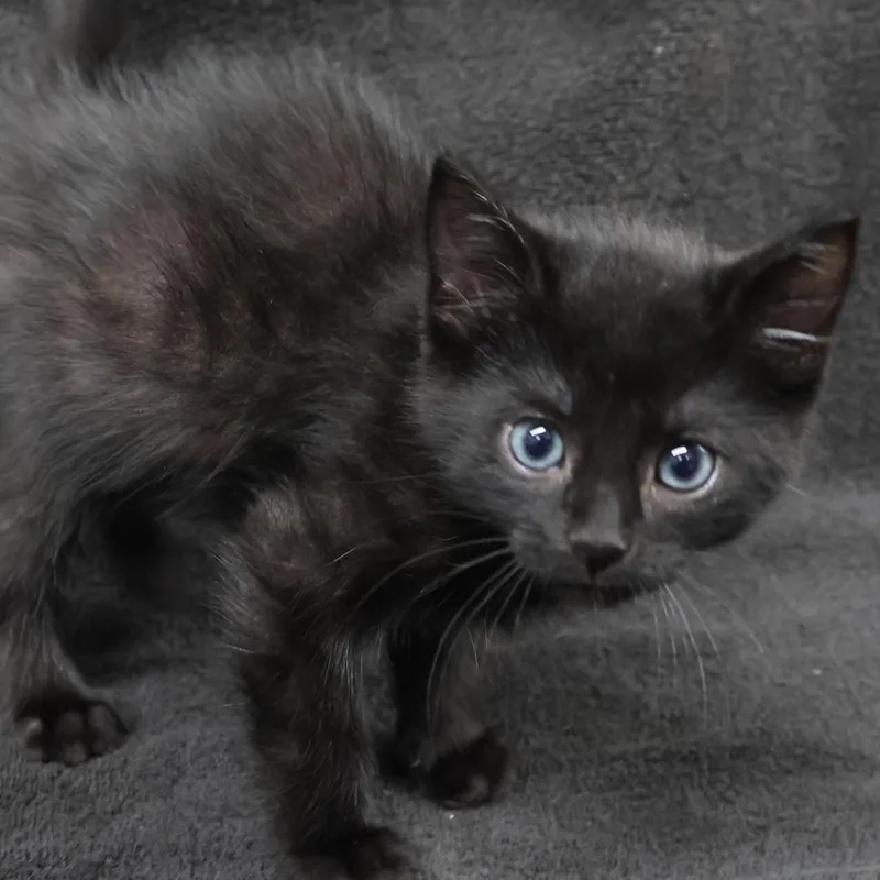 A baby small-sized male Black Domestic Short Hair cat named Billard C for adoption in Princeton, MN
