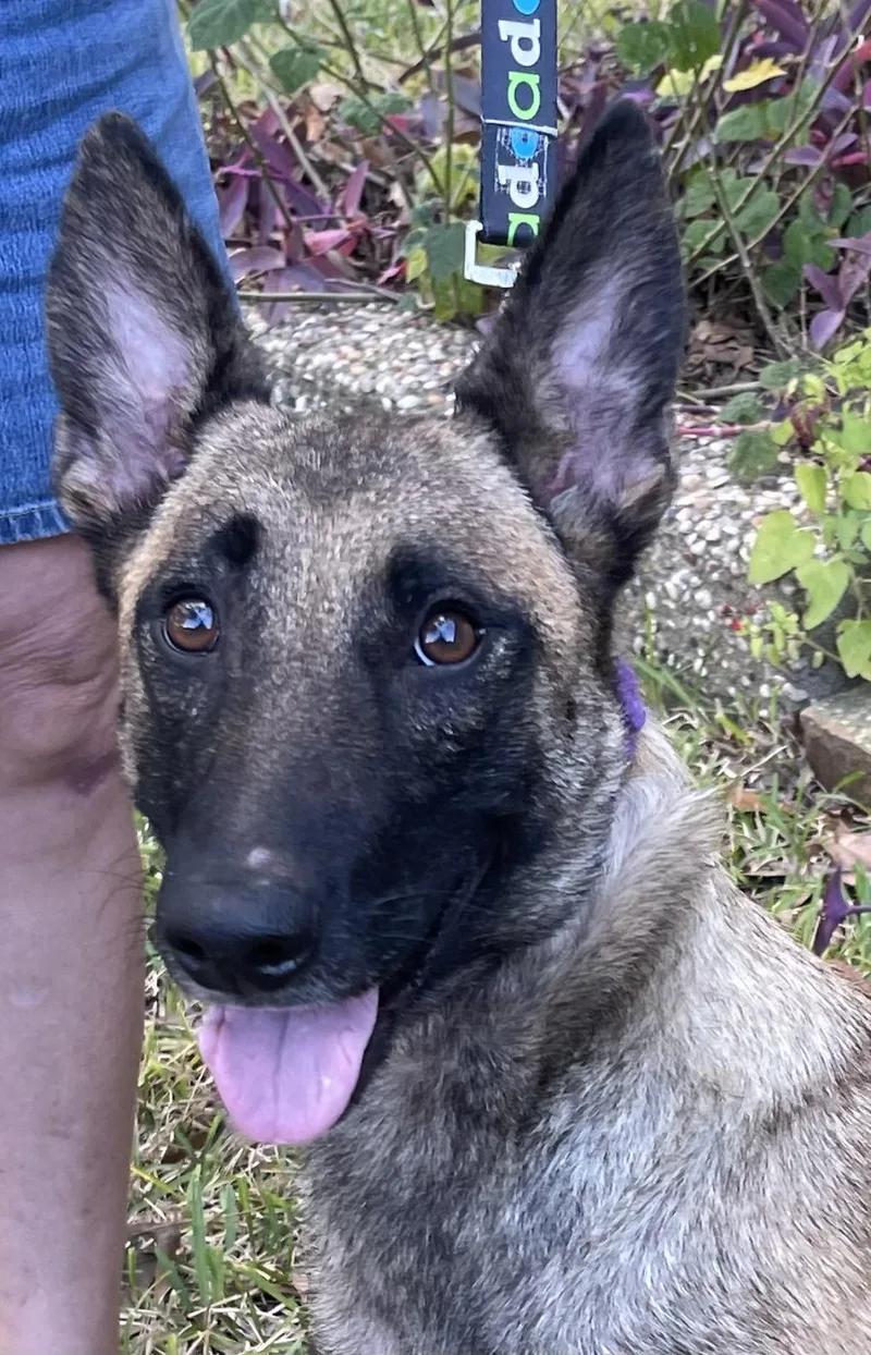 Godiva Mom To Chip thumbnail 3