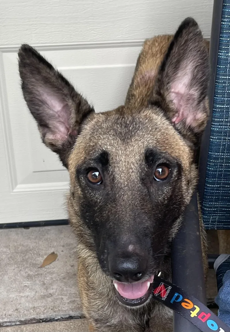 Godiva Mom To Chip thumbnail 5