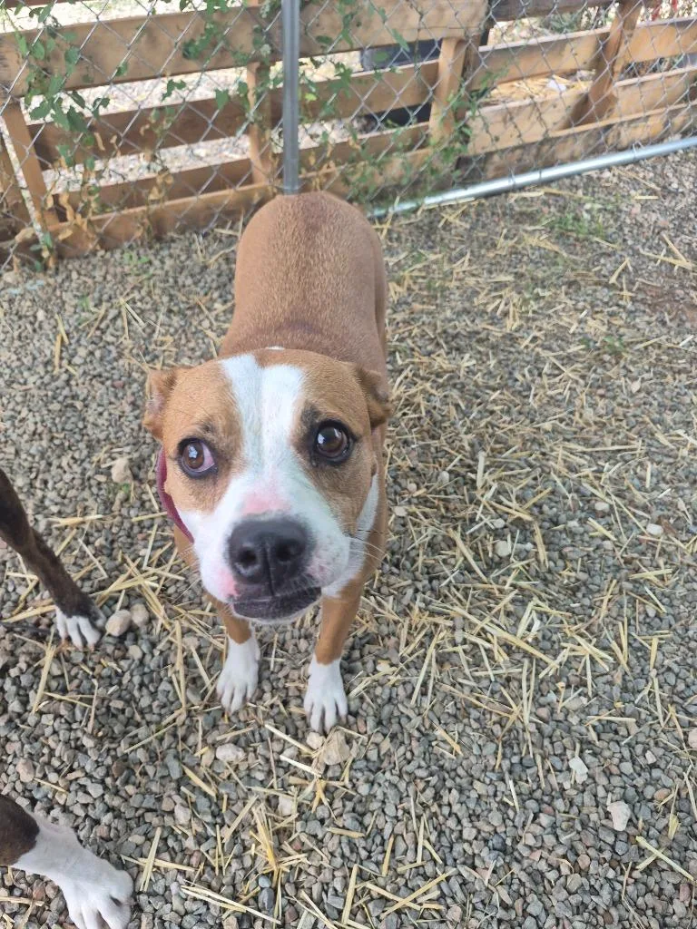 An adult medium-sized female Pit Bull Terrier dog named Beverly for adoption in Moriarty, NM