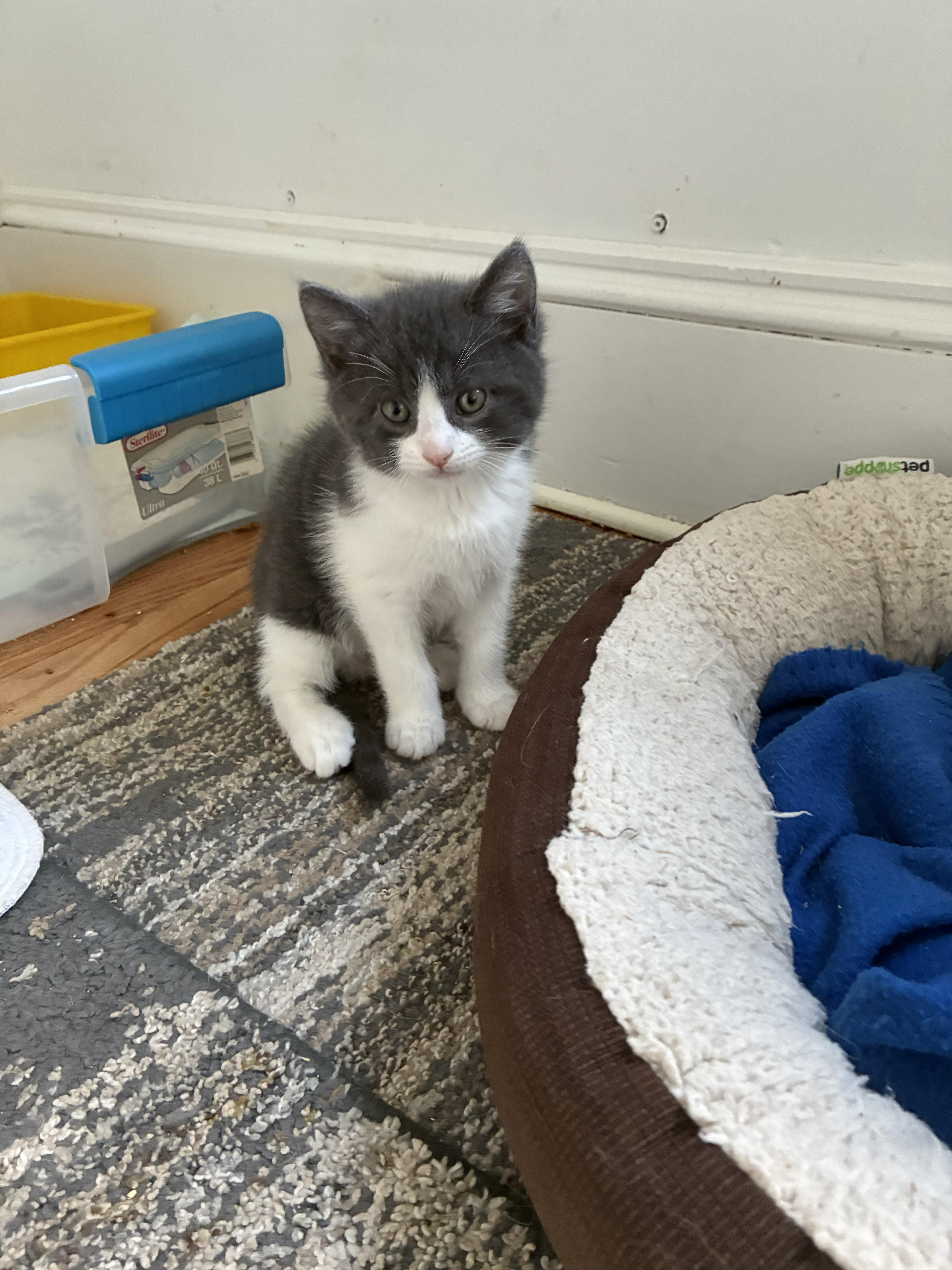 A baby medium-sized male Black & White / Tuxedo Domestic Short Hair cat named The Singing Choir for adoption in Springfield, MA