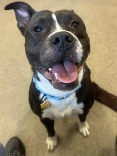 A young medium-sized male Black Pit Bull Terrier dog named Ahab for adoption in Cleveland, OH