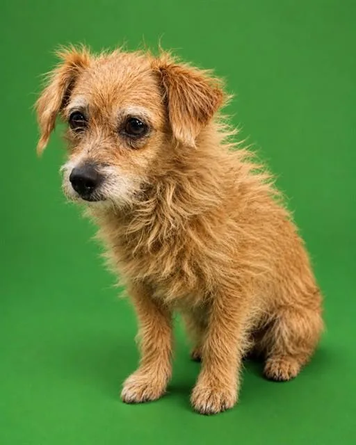 An adult small-sized male Mixed Breed dog named Cricket for adoption in Jacksonville, FL