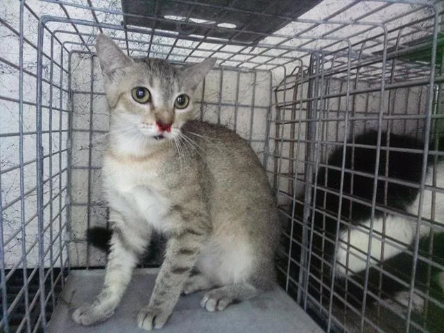 An adult medium-sized female Domestic Short Hair cat named Mariah for adoption in Fort Lauderdale, FL