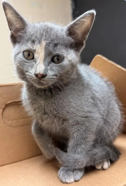 A young small-sized female Gray / Blue / Silver Domestic Short Hair cat named Sushi for adoption in Harlingen, TX