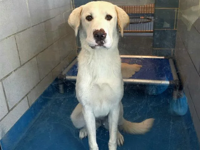 A young large-sized female Mixed Breed dog named Bailey for adoption in Dallas, TX