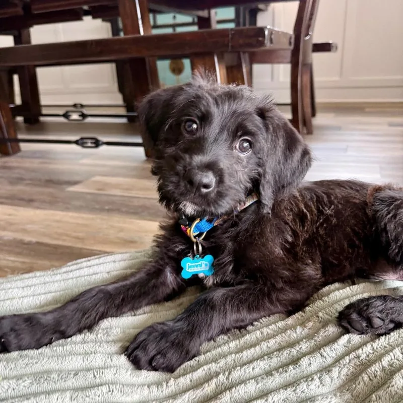 A baby medium-sized male Black Terrier dog named Biggie Smalls for adoption in Alvin, TX