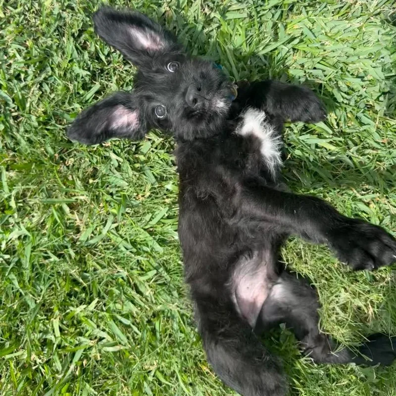 Biggie Smalls thumbnail 2