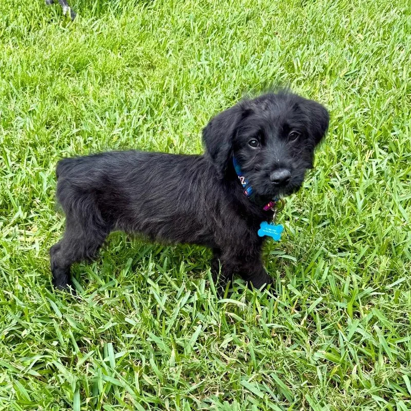 Biggie Smalls thumbnail 3