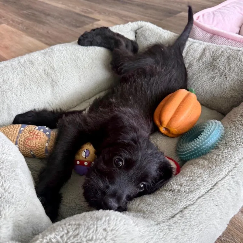 Biggie Smalls thumbnail 4