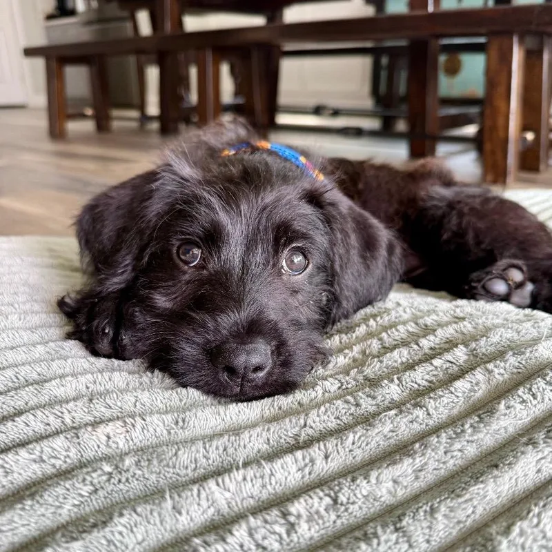 Biggie Smalls thumbnail 5