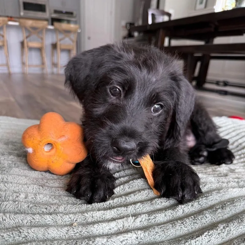 Biggie Smalls thumbnail 6