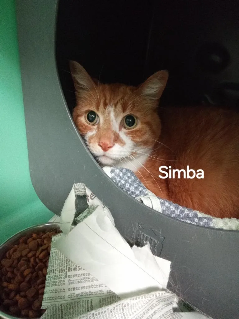 Simba