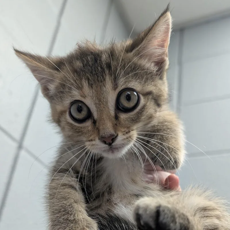 A baby small-sized female Brown / Chocolate Domestic Short Hair cat named Yasmin for adoption in West Olive, MI