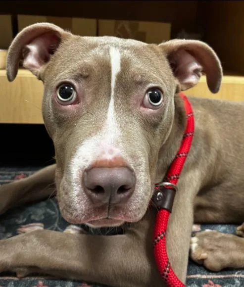 A young medium-sized male Pit Bull Terrier dog named Bug for adoption in Palatine, IL