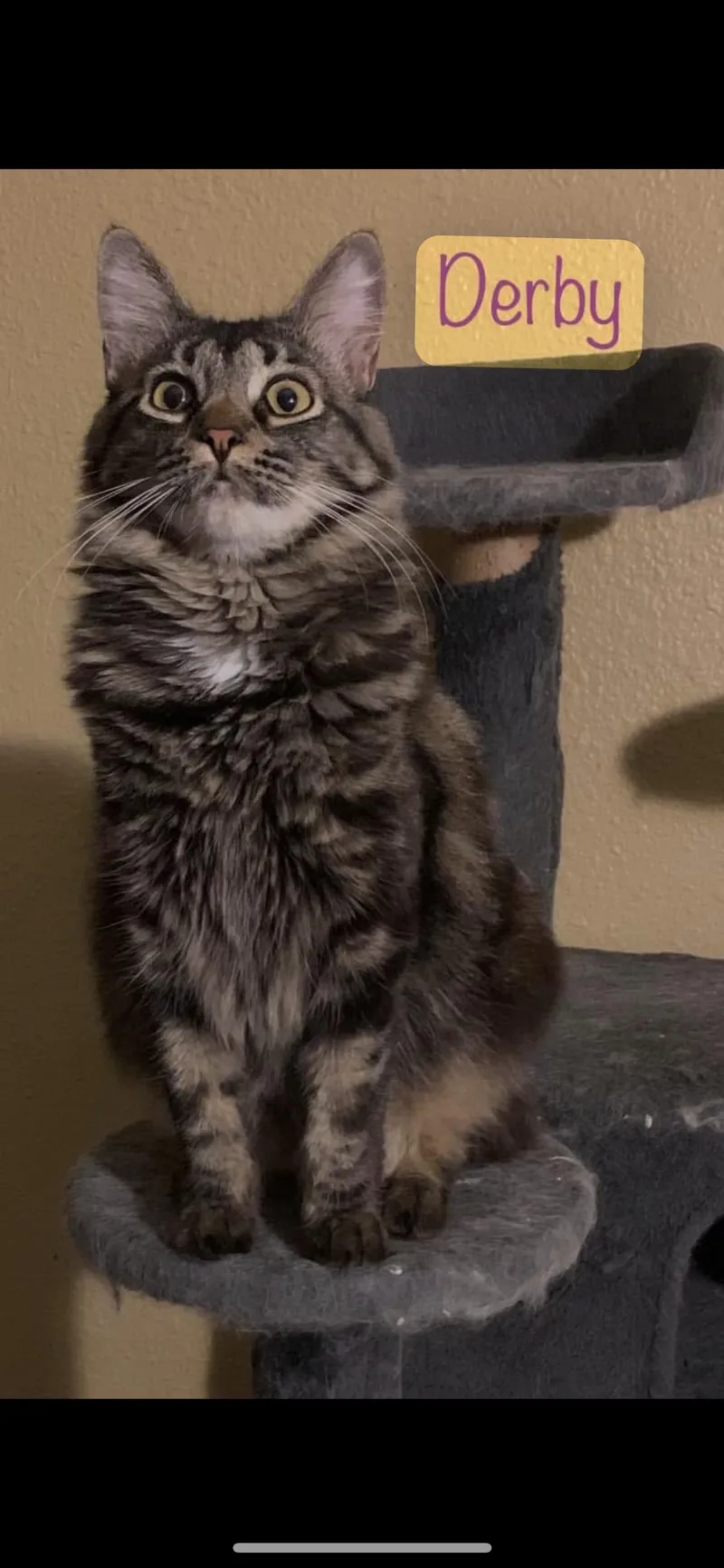 An adult medium-sized female Domestic Medium Hair cat named Derby for adoption in Dixon, CA
