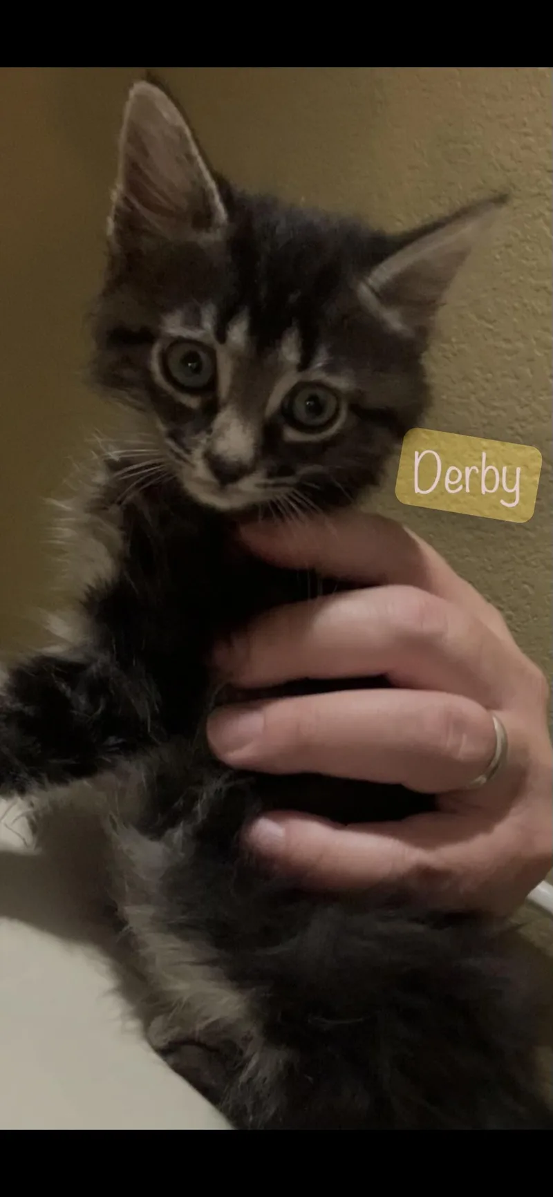 Derby thumbnail 3