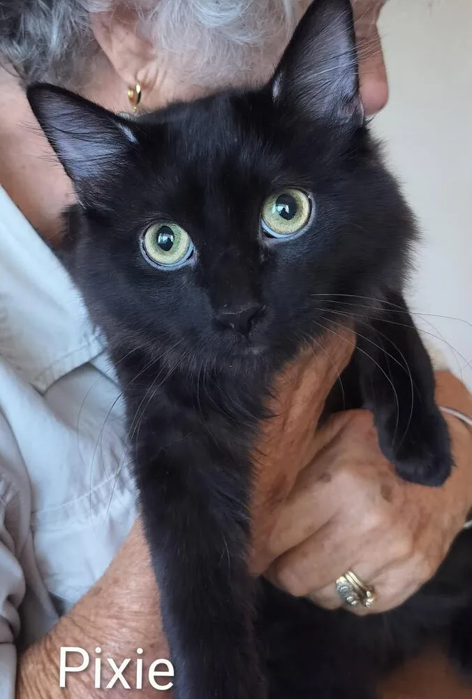 Pixie