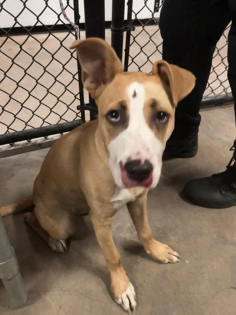 A baby large-sized male Mixed Breed dog named Porthos for adoption in Dallas, TX