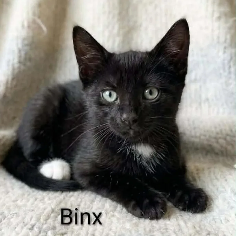 Binx