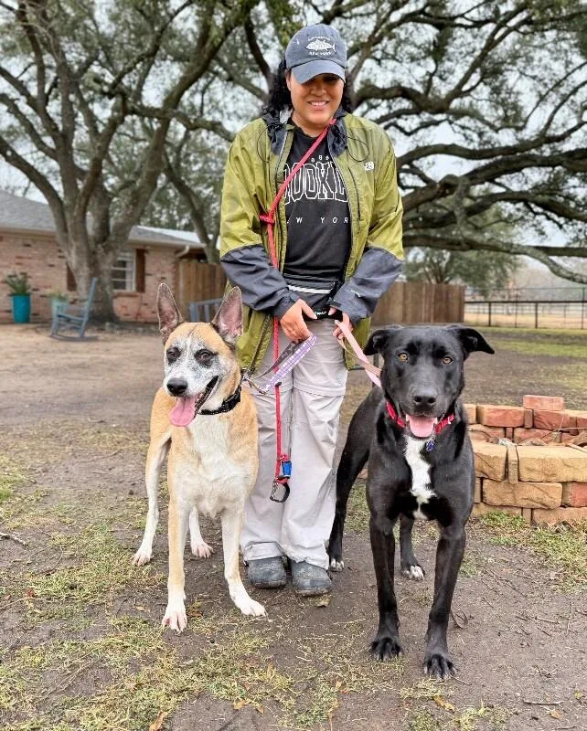 A senior large-sized male Brown / Chocolate German Shepherd Dog dog named Kaiser Cruz Ready For for adoption in Friendswood, TX