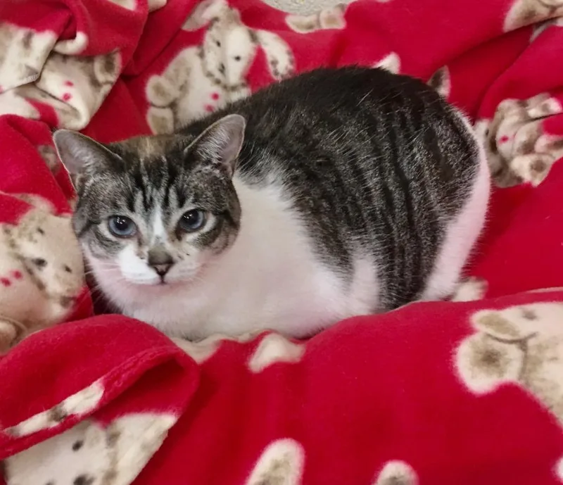 A senior large-sized female Domestic Short Hair cat named Juliet AC for adoption in Greeneville, TN