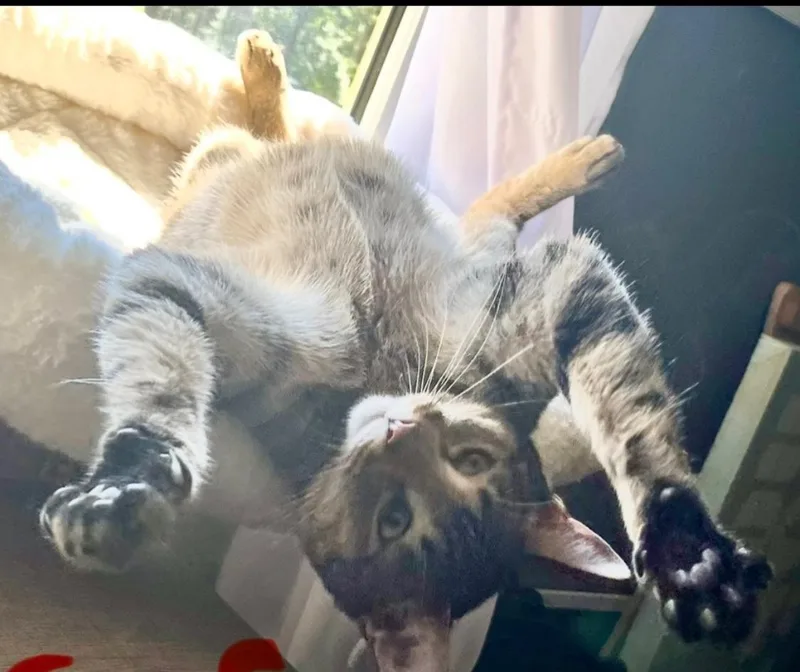 A young medium-sized female Tabby (Gray / Blue / Silver) Domestic Short Hair cat named Sophia for adoption in Alexandria, LA