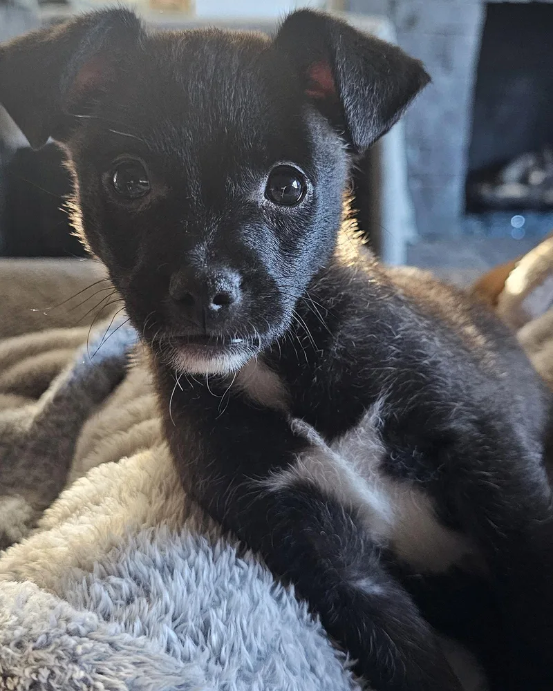 A baby medium-sized male Chihuahua dog named Kip for adoption in Corona, CA